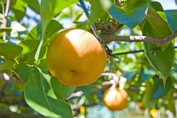 배 오래 보관하는 방법