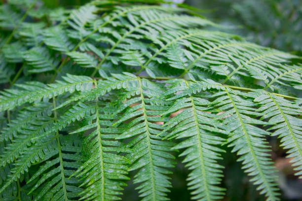 고사리 효능 9가지와 부작용 및 독소 제거 방법