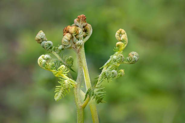 고사리 효능 9가지와 부작용 및 독소 제거 방법