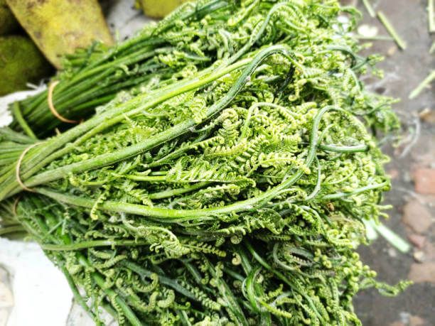 고사리 효능 9가지와 부작용 및 독소 제거 방법