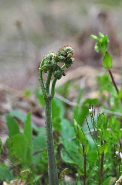 고사리 효능 9가지와 부작용 및 독소 제거 방법