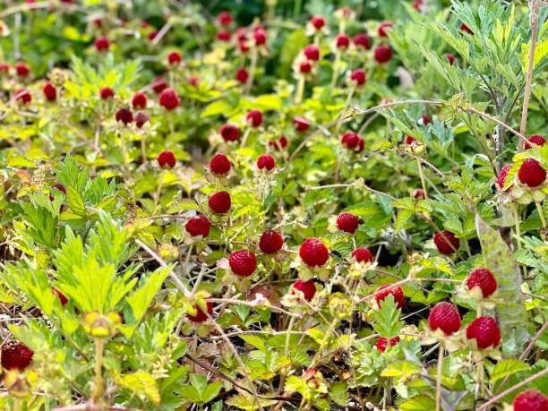 눈에 좋은 베리 종류와 효능 산딸기