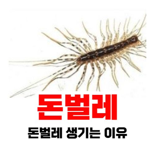 돈벌레 생기는 이유와 없애는 방법