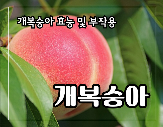 개복숭아 효능 10가지 및 부작용 및 주의할 점