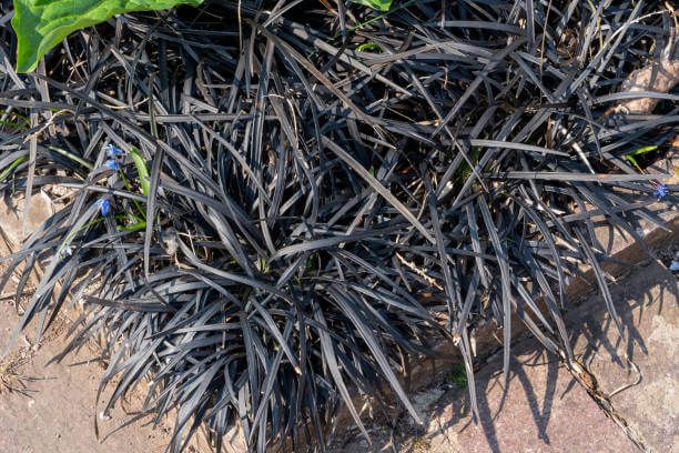 맥문동 효능 10가지 및 부작용 및 섭취방법