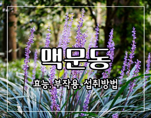 이 이미지는 맥문동 효능에 관한 포스팅으로 이동되는 배너이미지입니다.