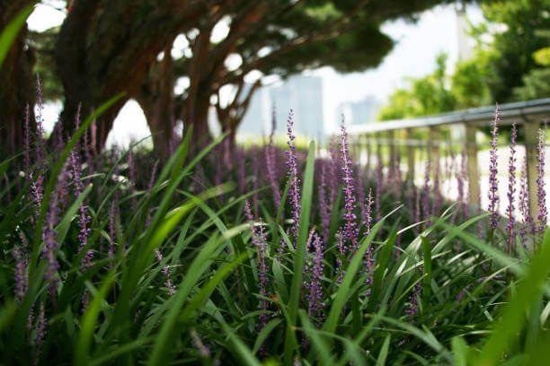 맥문동 효능 10가지 및 부작용 및 섭취방법