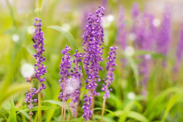 맥문동 효능 10가지 및 부작용 및 섭취방법