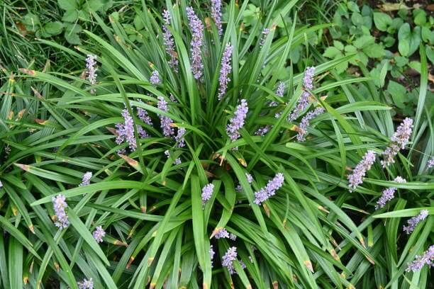 맥문동 효능 10가지 및 부작용 및 섭취방법