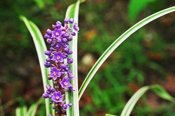 맥문동 효능 10가지 및 부작용 및 섭취방법
