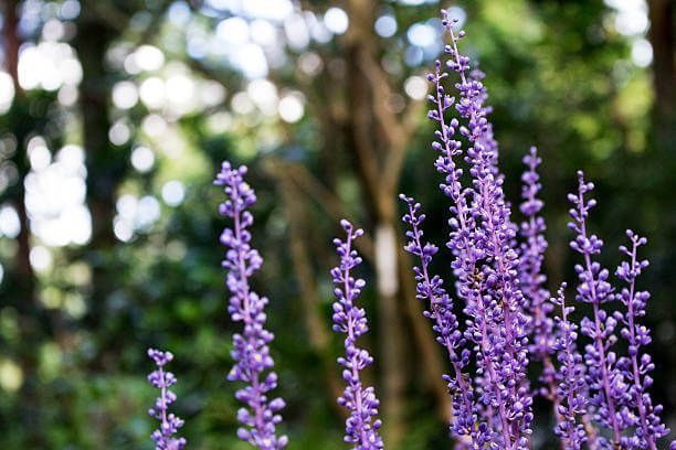 맥문동 효능 10가지 및 부작용 및 섭취방법