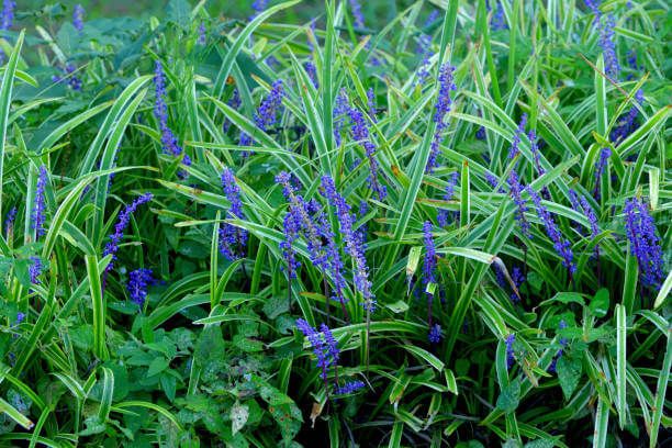 맥문동 효능 10가지 및 부작용 및 섭취방법