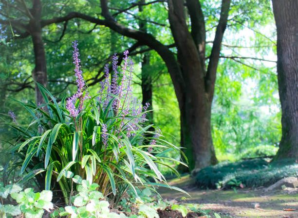 맥문동 효능 10가지 및 부작용 및 섭취방법