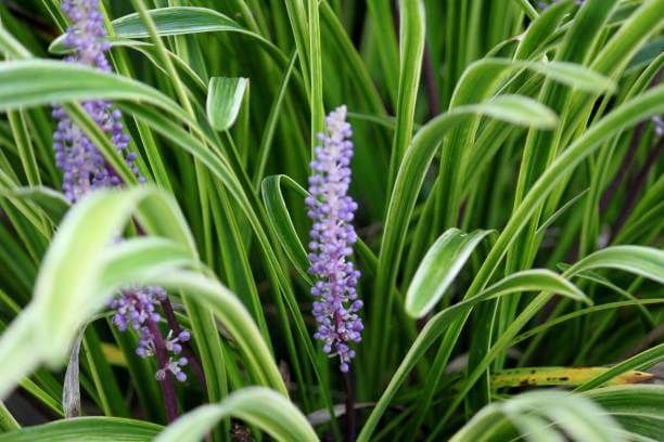 맥문동 효능 10가지 및 부작용 및 섭취방법