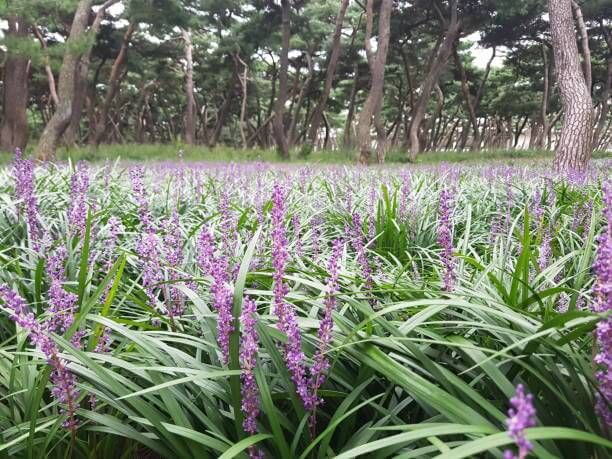 맥문동 효능 10가지 및 부작용 및 섭취방법