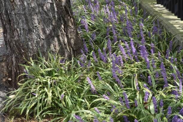 맥문동 효능 10가지 및 부작용 및 섭취방법