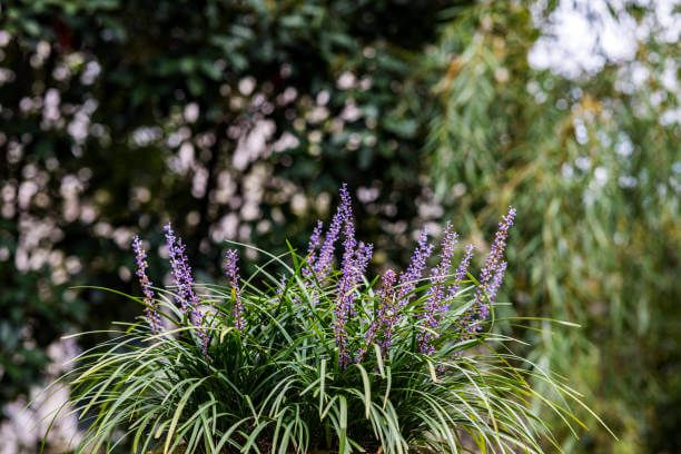 맥문동 효능 10가지 및 부작용 및 섭취방법