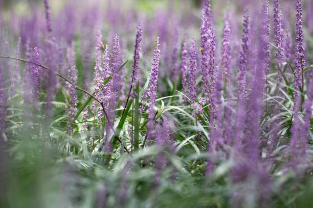 맥문동 효능 10가지 및 부작용 및 섭취방법