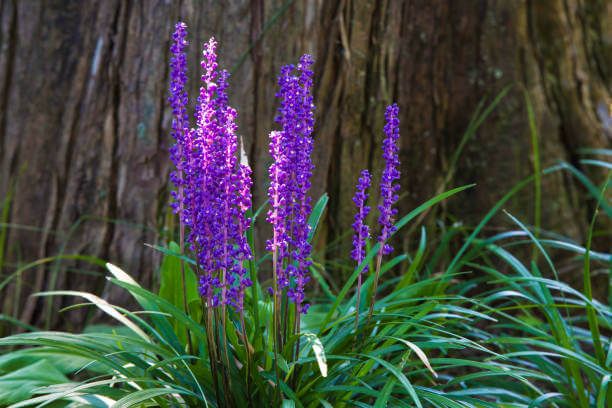 맥문동 효능 10가지 및 부작용 및 섭취방법