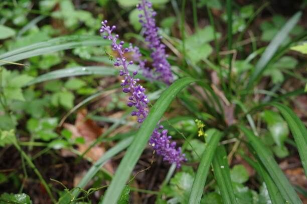 맥문동 효능 10가지 및 부작용 및 섭취방법