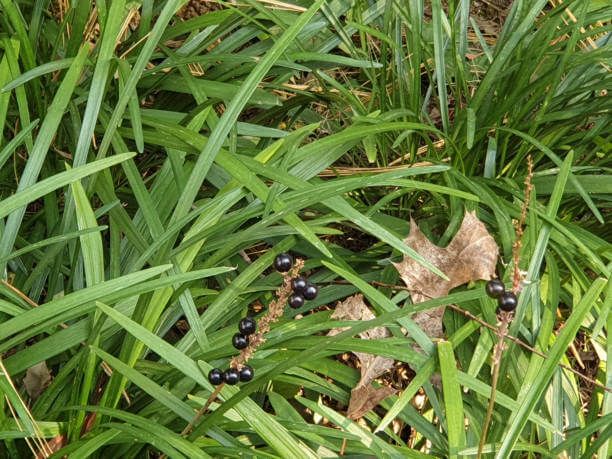 이 이미지는 맥문동차에 관한 포스팅을 설명하기 위한 참고 사진입니다.