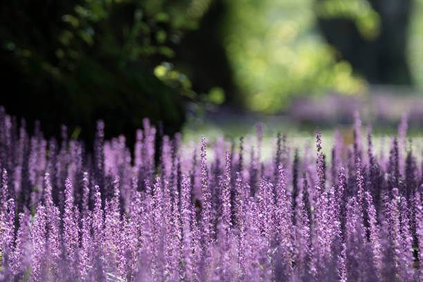 이 이미지는 맥문동차에 관한 포스팅을 설명하기 위한 참고 사진입니다.