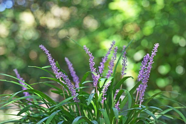 이 이미지는 맥문동차에 관한 포스팅을 설명하기 위한 참고 사진입니다.