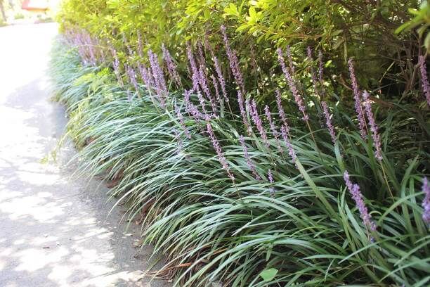 이 이미지는 맥문동차에 관한 포스팅을 설명하기 위한 참고 사진입니다.