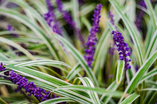 이 이미지는 맥문동차에 관한 포스팅을 설명하기 위한 참고 사진입니다.