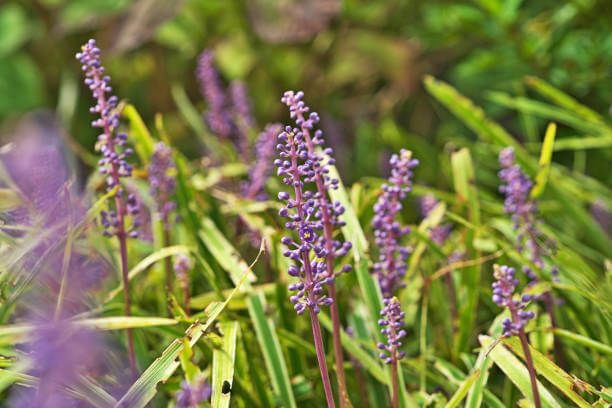 이 이미지는 맥문동차에 관한 포스팅을 설명하기 위한 참고 사진입니다.