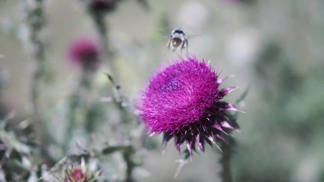 가시엉겅퀴 효능 및 부작용과 가시엉겅퀴 글루코사민 크림 효과
