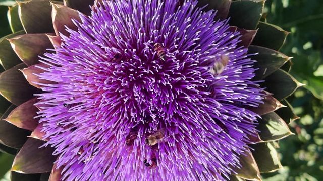 가시엉겅퀴 효능 및 부작용과 가시엉겅퀴 글루코사민 크림 효과