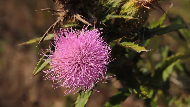 가시엉겅퀴 효능 및 부작용과 가시엉겅퀴 글루코사민 크림 효과