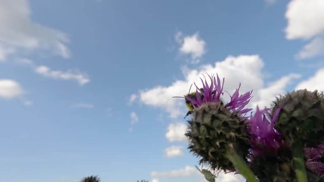 가시엉겅퀴 효능 및 부작용과 가시엉겅퀴 글루코사민 크림 효과