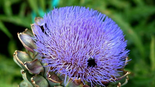 가시엉겅퀴 효능 및 부작용과 가시엉겅퀴 글루코사민 크림 효과