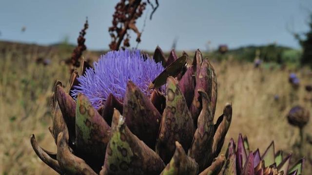 가시엉겅퀴 효능 및 부작용과 가시엉겅퀴 글루코사민 크림 효과