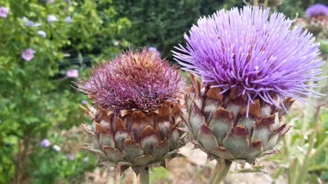 가시엉겅퀴 효능 및 부작용과 가시엉겅퀴 글루코사민 크림 효과