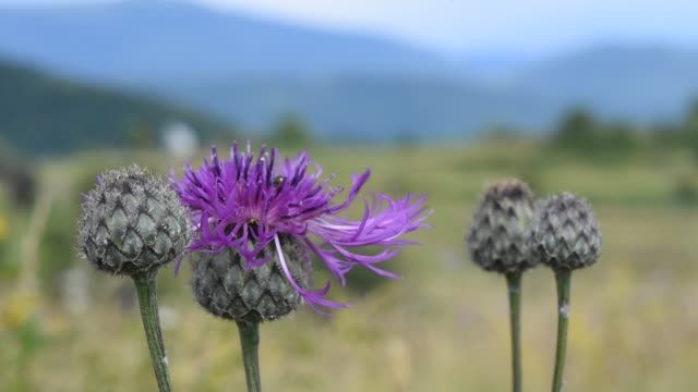 가시엉겅퀴 효능 및 부작용과 가시엉겅퀴 글루코사민 크림 효과