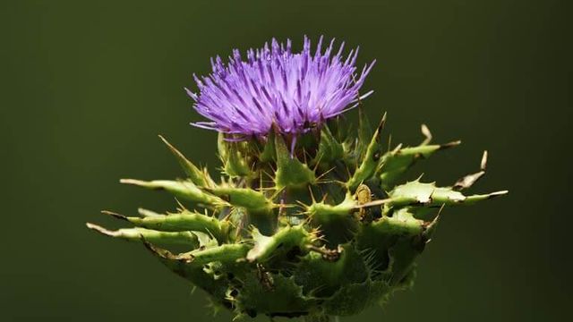 가시엉겅퀴 효능 및 부작용과 가시엉겅퀴 글루코사민 크림 효과