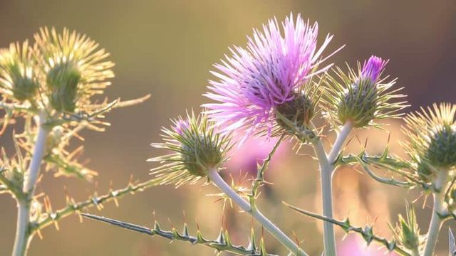 가시엉겅퀴 효능 및 부작용과 가시엉겅퀴 글루코사민 크림 효과