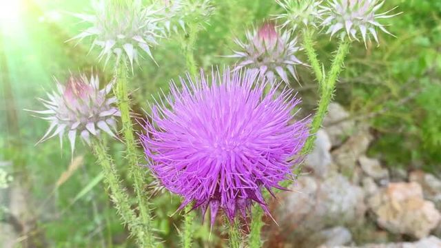 가시엉겅퀴 효능 및 부작용과 가시엉겅퀴 글루코사민 크림 효과