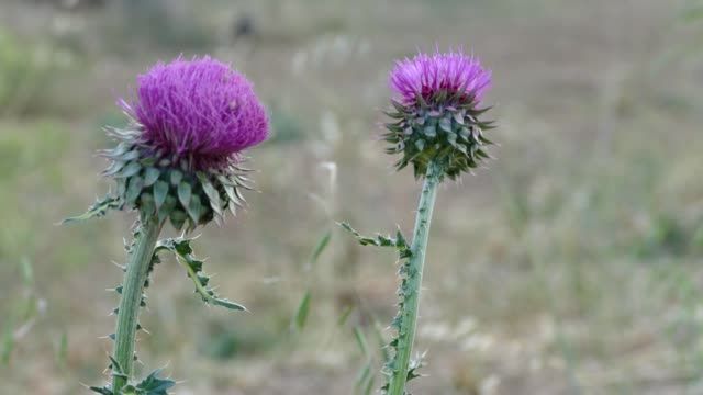 가시엉겅퀴 효능 및 부작용과 가시엉겅퀴 글루코사민 크림 효과