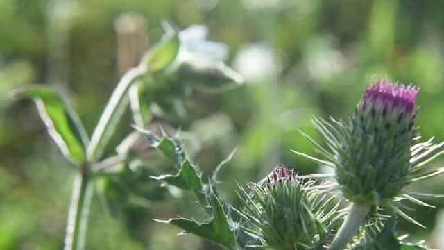 가시엉겅퀴 효능 및 부작용과 가시엉겅퀴 글루코사민 크림 효과