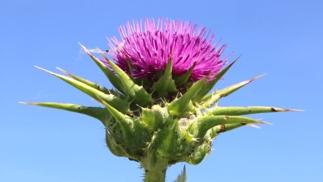 가시엉겅퀴 효능 및 부작용과 가시엉겅퀴 글루코사민 크림 효과