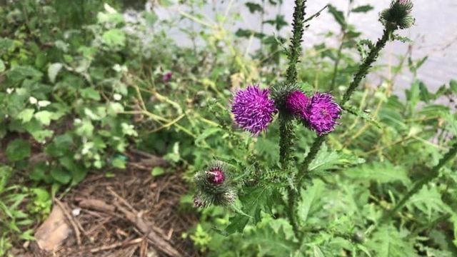 가시엉겅퀴 효능 및 부작용과 가시엉겅퀴 글루코사민 크림 효과