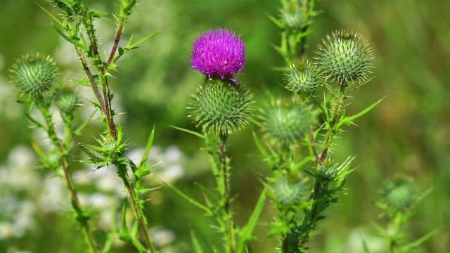 가시엉겅퀴 효능 및 부작용과 가시엉겅퀴 글루코사민 크림 효과