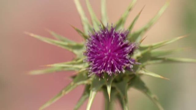 가시엉겅퀴 효능 및 부작용과 가시엉겅퀴 글루코사민 크림 효과