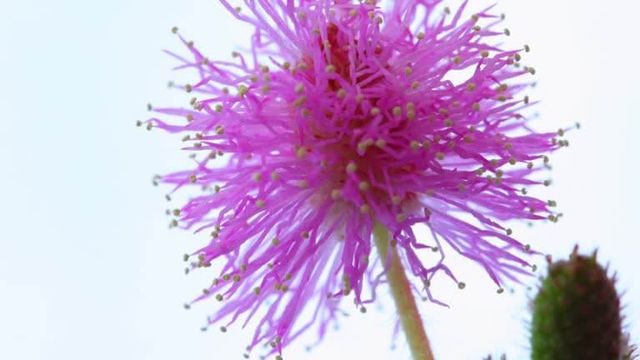 가시엉겅퀴 효능 및 부작용과 가시엉겅퀴 글루코사민 크림 효과