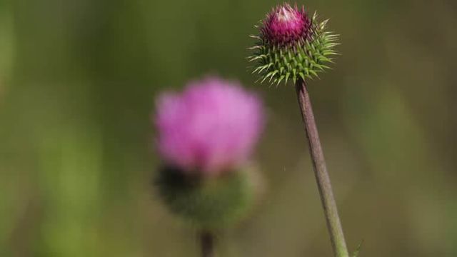 가시엉겅퀴 효능 및 부작용과 가시엉겅퀴 글루코사민 크림 효과