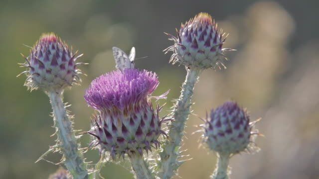 가시엉겅퀴 효능 및 부작용과 가시엉겅퀴 글루코사민 크림 효과